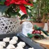 A recipe for Meringue Cookies for Christmas